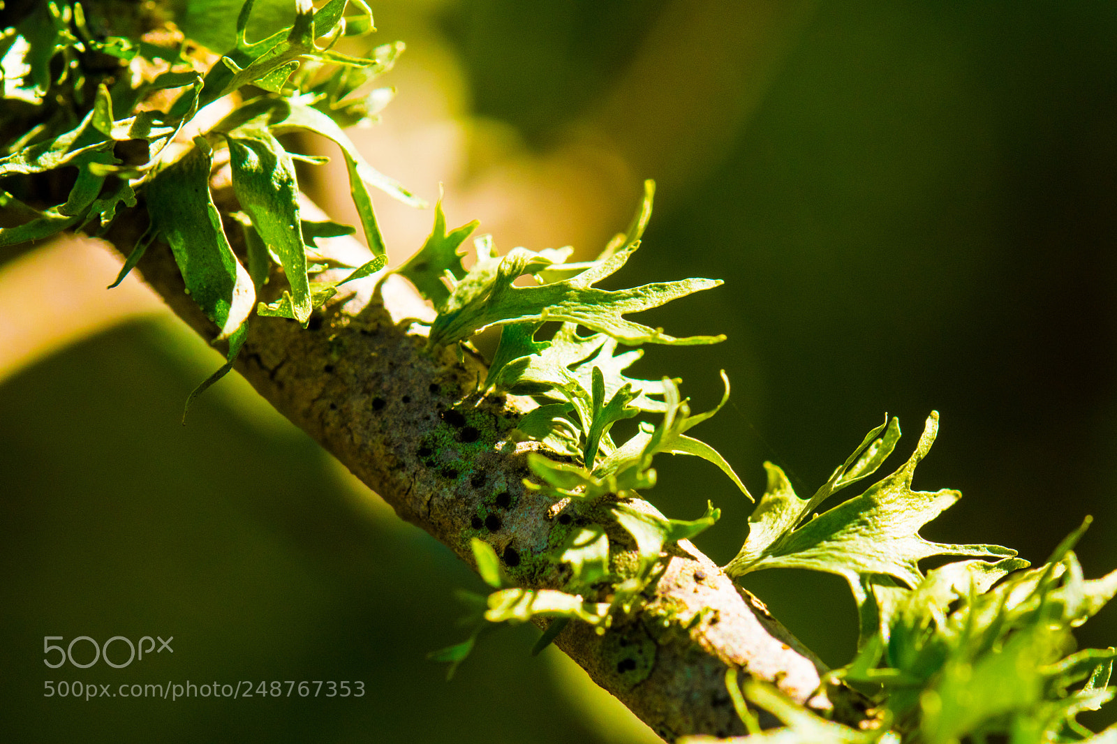 Nikon D7500 sample photo. Branch photography
