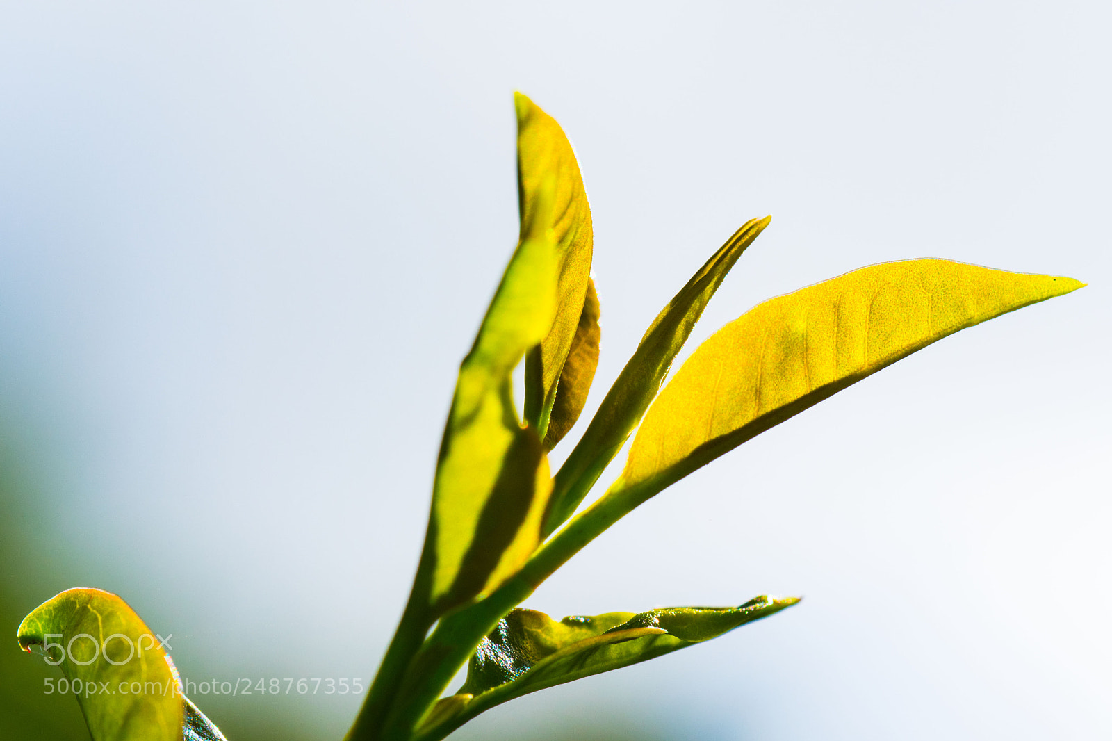 Nikon D7500 sample photo. Fake tea photography