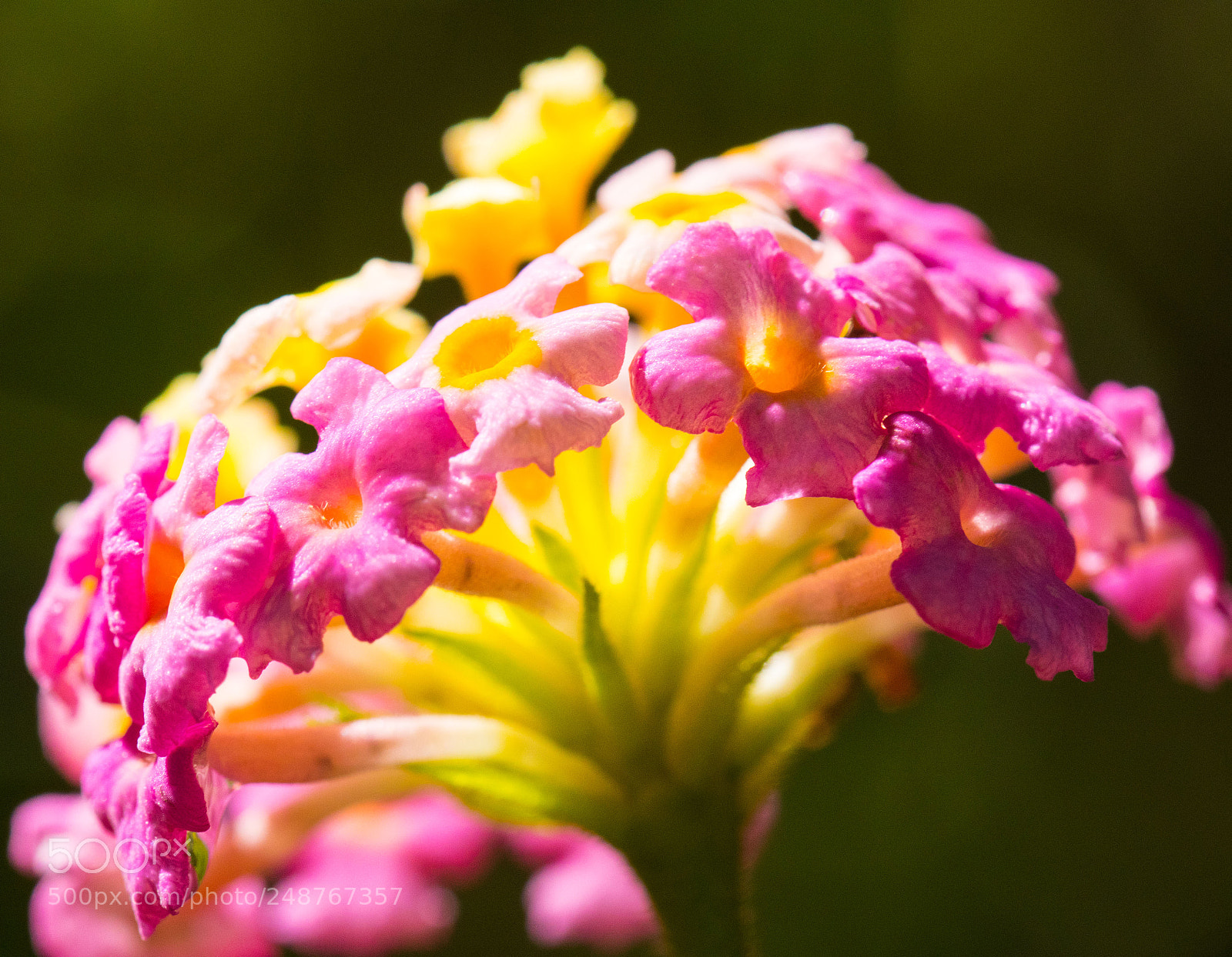Nikon D7500 sample photo. Flower photography