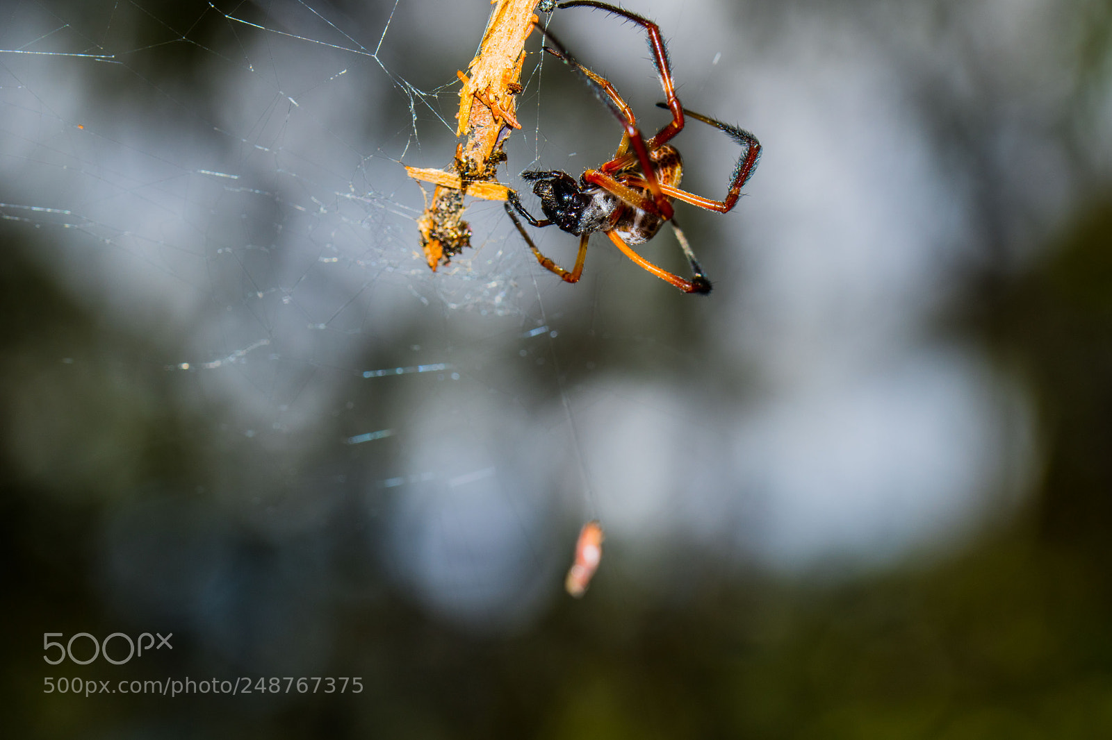 Nikon D7500 sample photo. Smiling spider photography