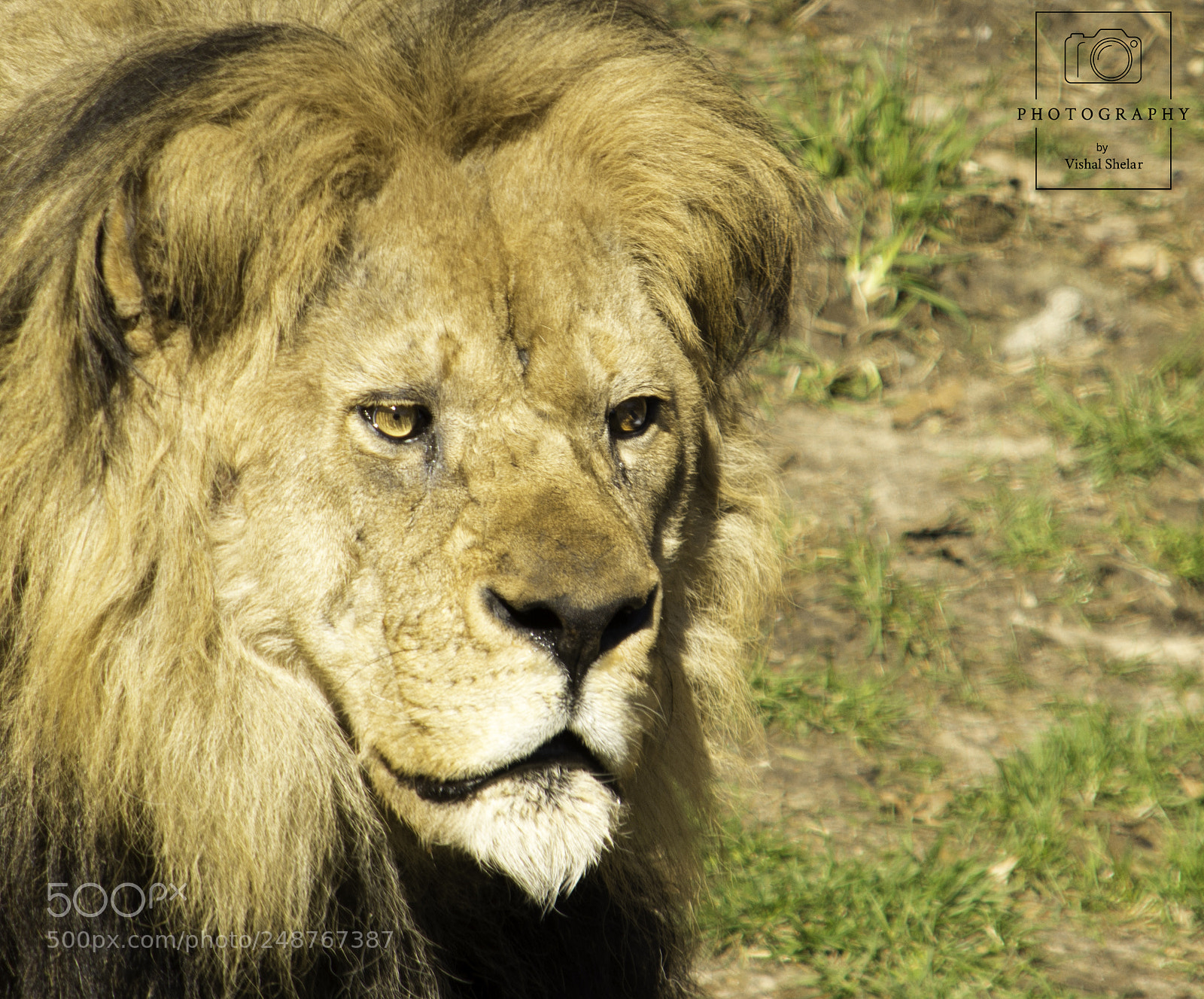 Nikon D7200 sample photo. Lion photography