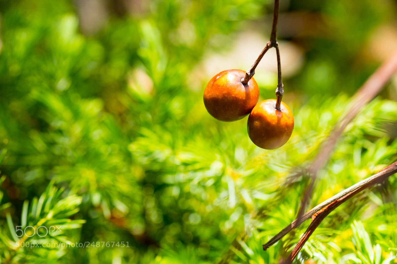 Nikon D7500 sample photo. Wild berry photography