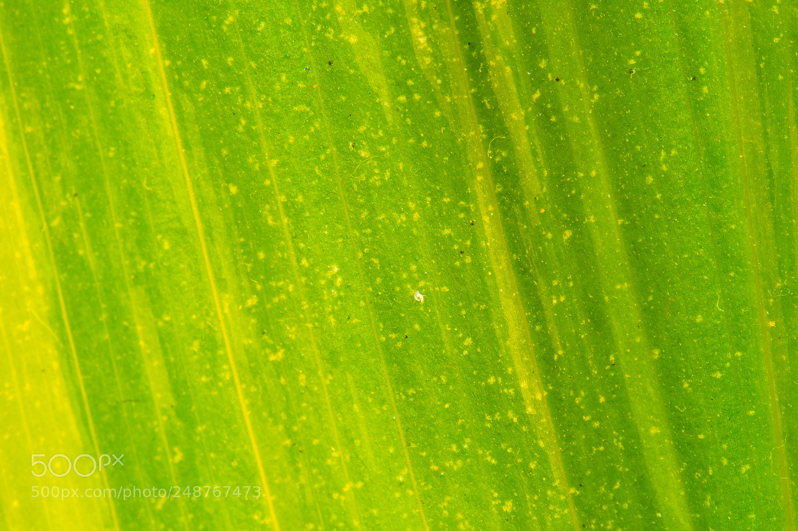 Nikon D7500 sample photo. Indoor leaf photography