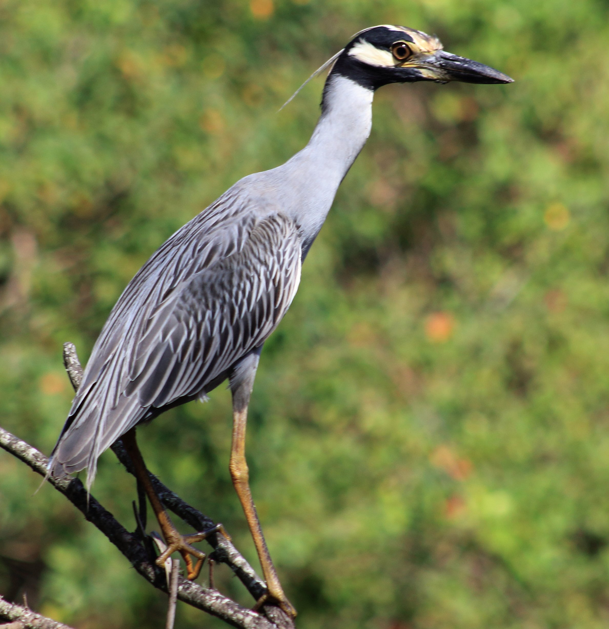 Canon EF 75-300mm f/4-5.6 sample photo. Yellow crowned night heron photography