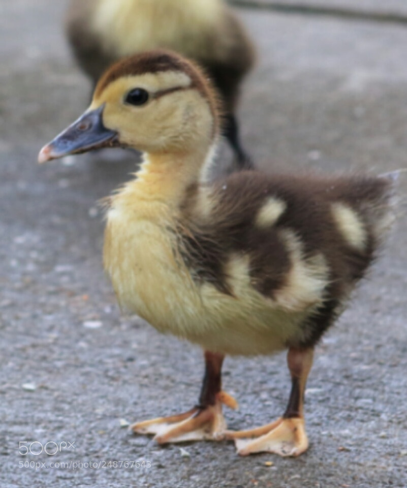 Canon EOS 60D sample photo. Egyptian goose chick photography