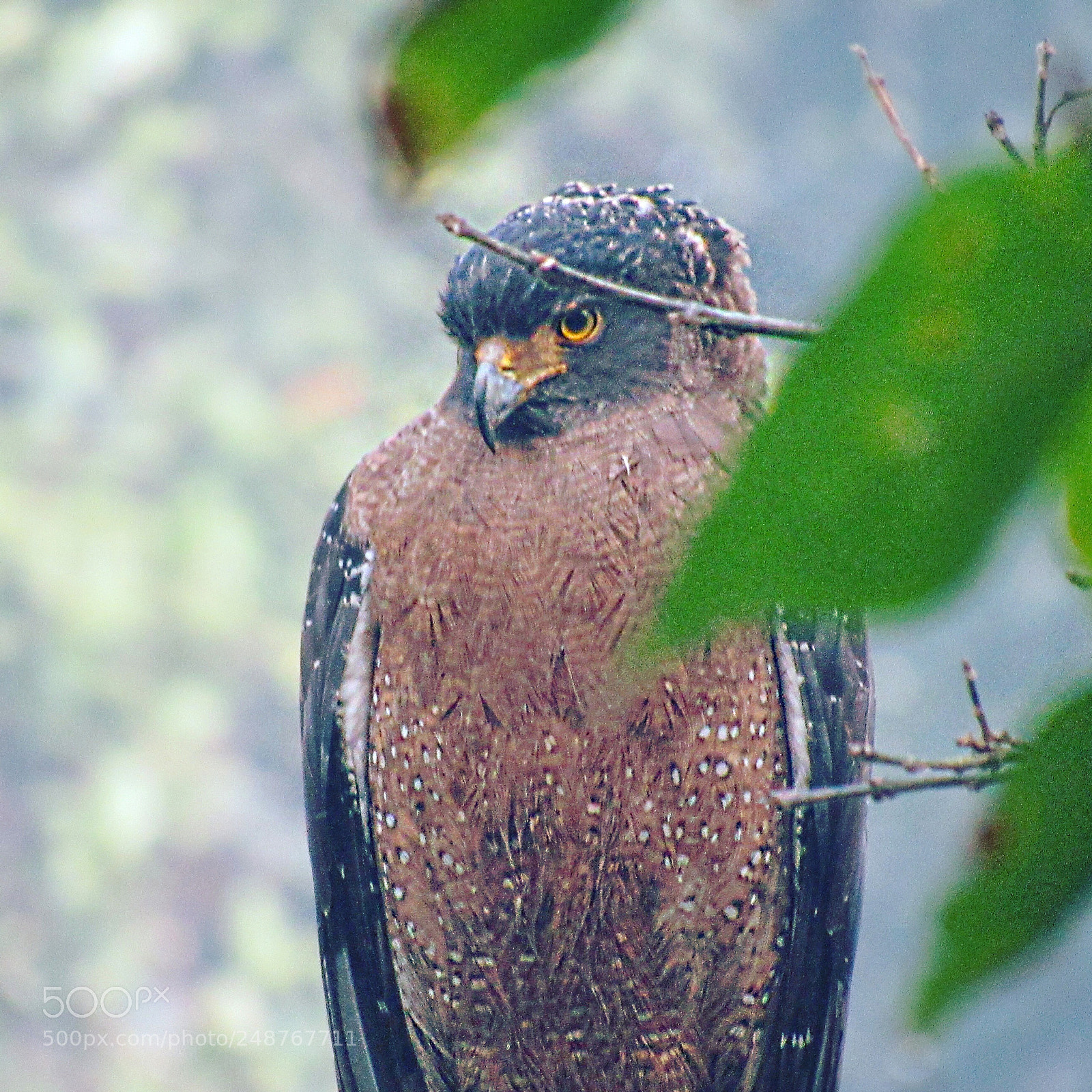 Canon PowerShot SX520 HS sample photo. Eagle photography