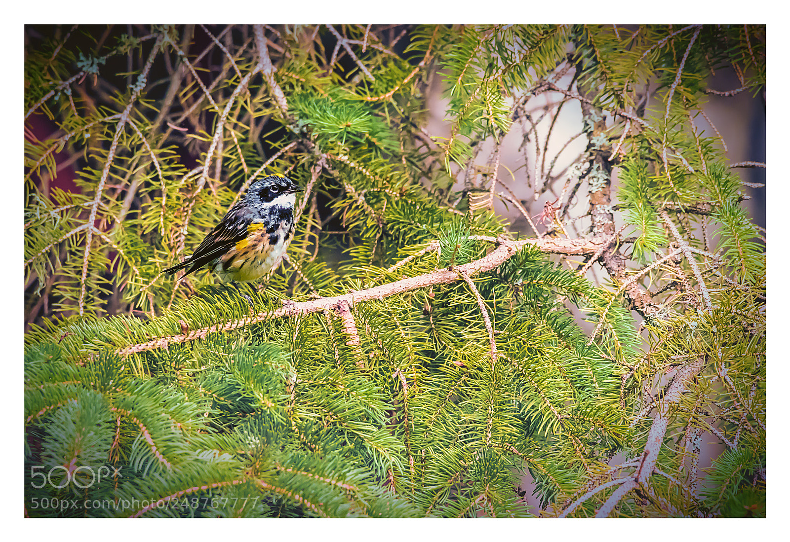 Canon EOS 80D sample photo. Yellow rump warbler photography