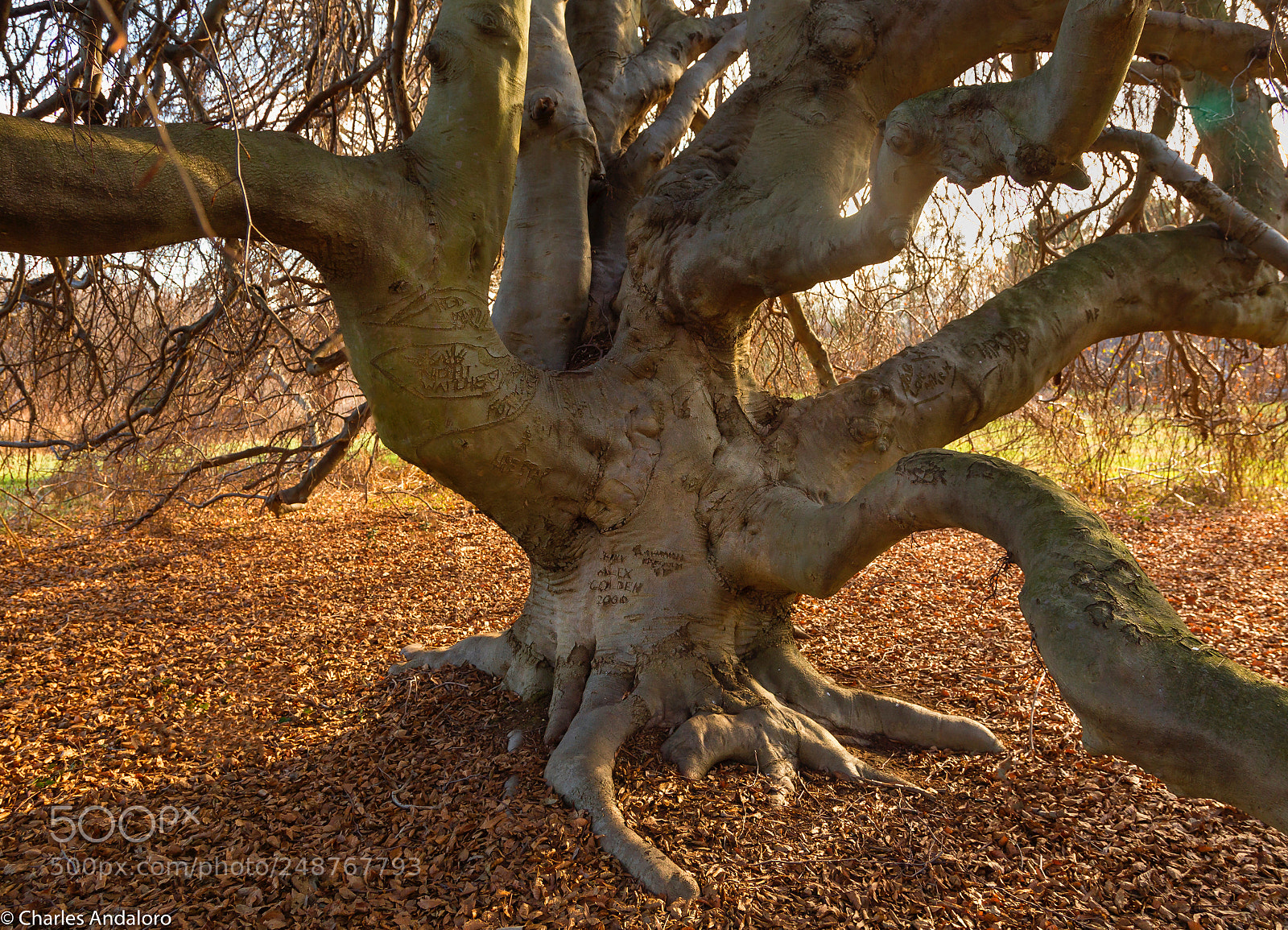 Canon EOS 6D sample photo. Gnarled old tree photography