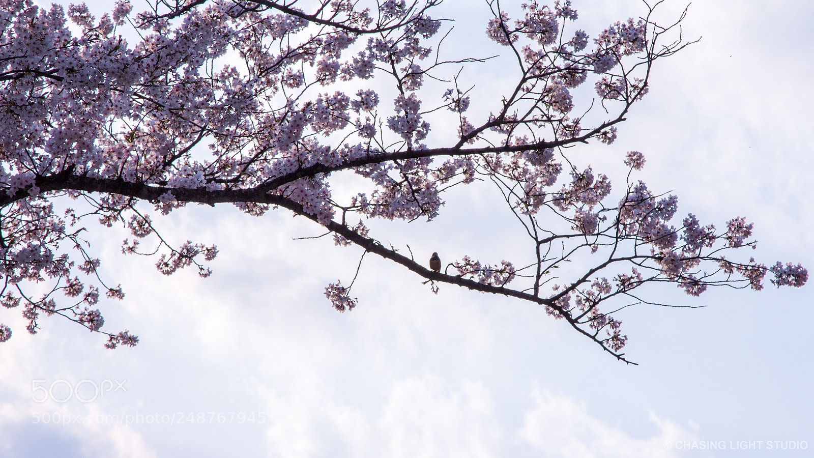 Canon EOS 60D sample photo. * photography