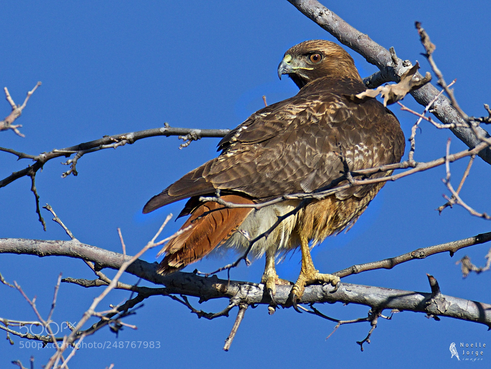 Nikon D500 sample photo. Red-tailed hawk shows its photography