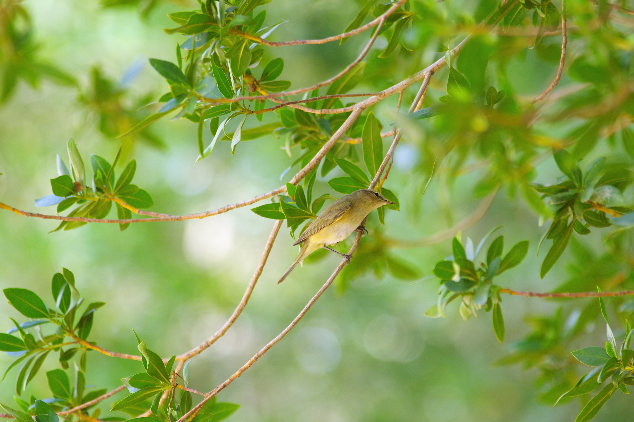 Pentax K-3 + smc PENTAX-F* 300mm F4.5 ED[IF] sample photo. Willow warbler photography