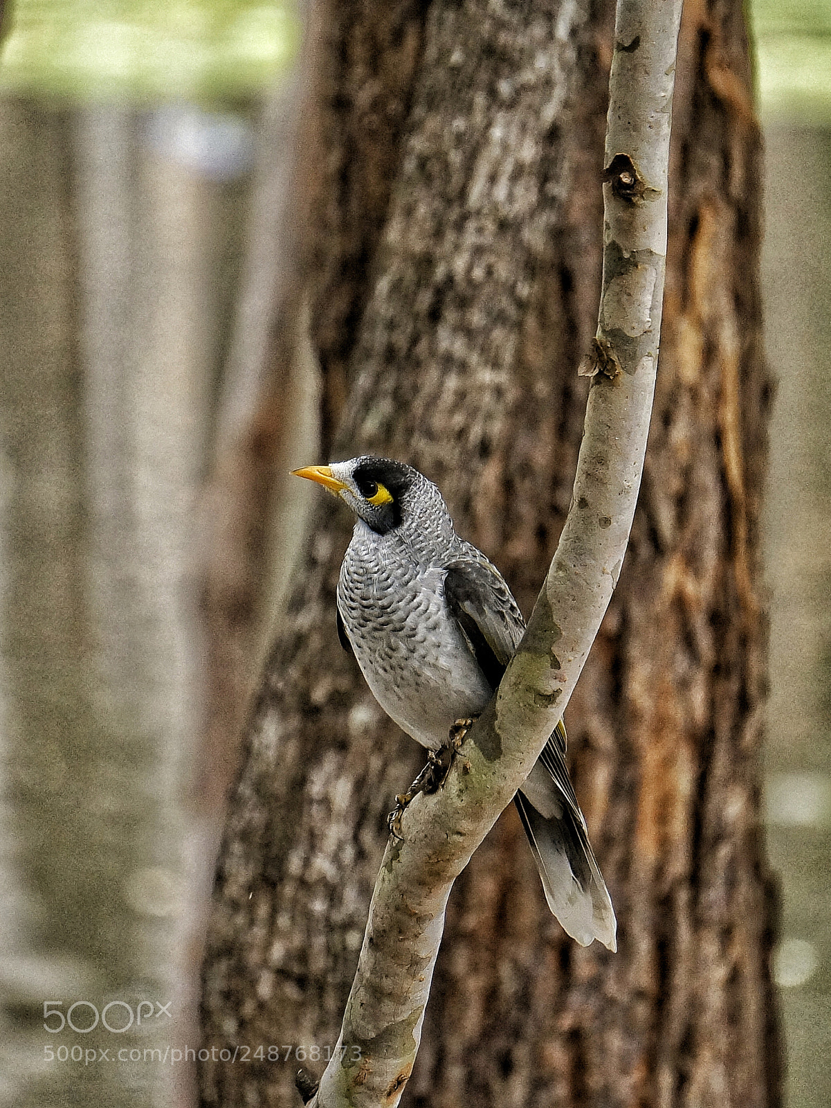 Sony Alpha NEX-5N sample photo. Bird sighting photography