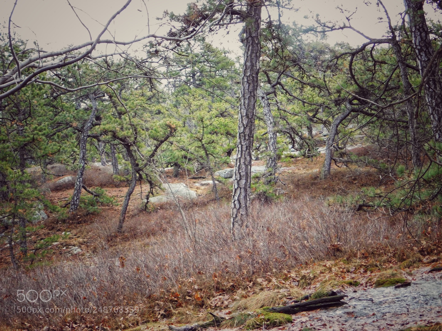 Nikon Coolpix B500 sample photo. Mohonk preserve  photography