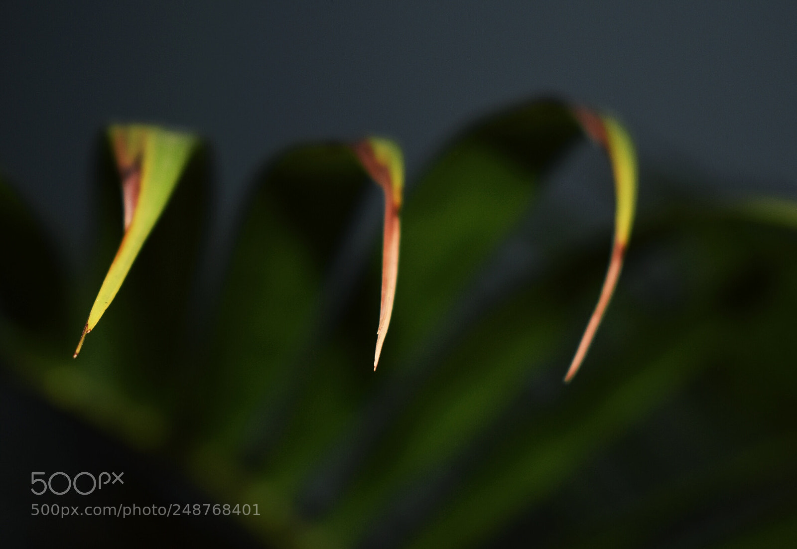 Nikon D3400 sample photo. Leaf photography