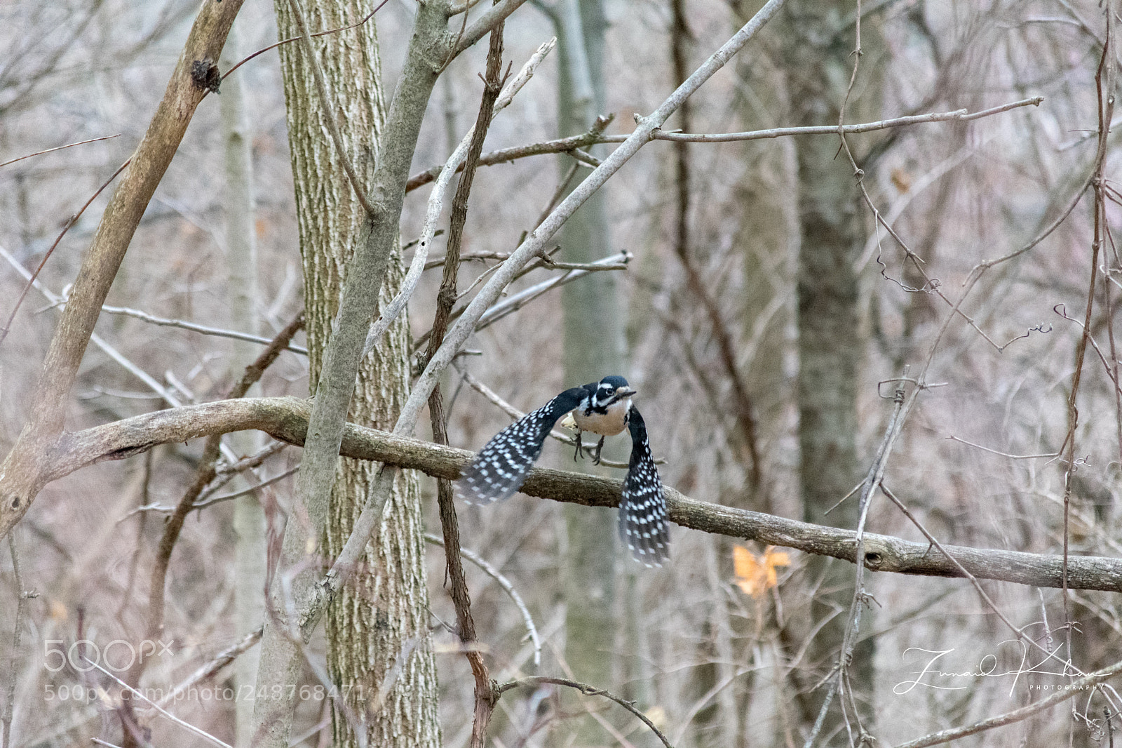 Nikon D3400 sample photo. Woodpecker in flight photography