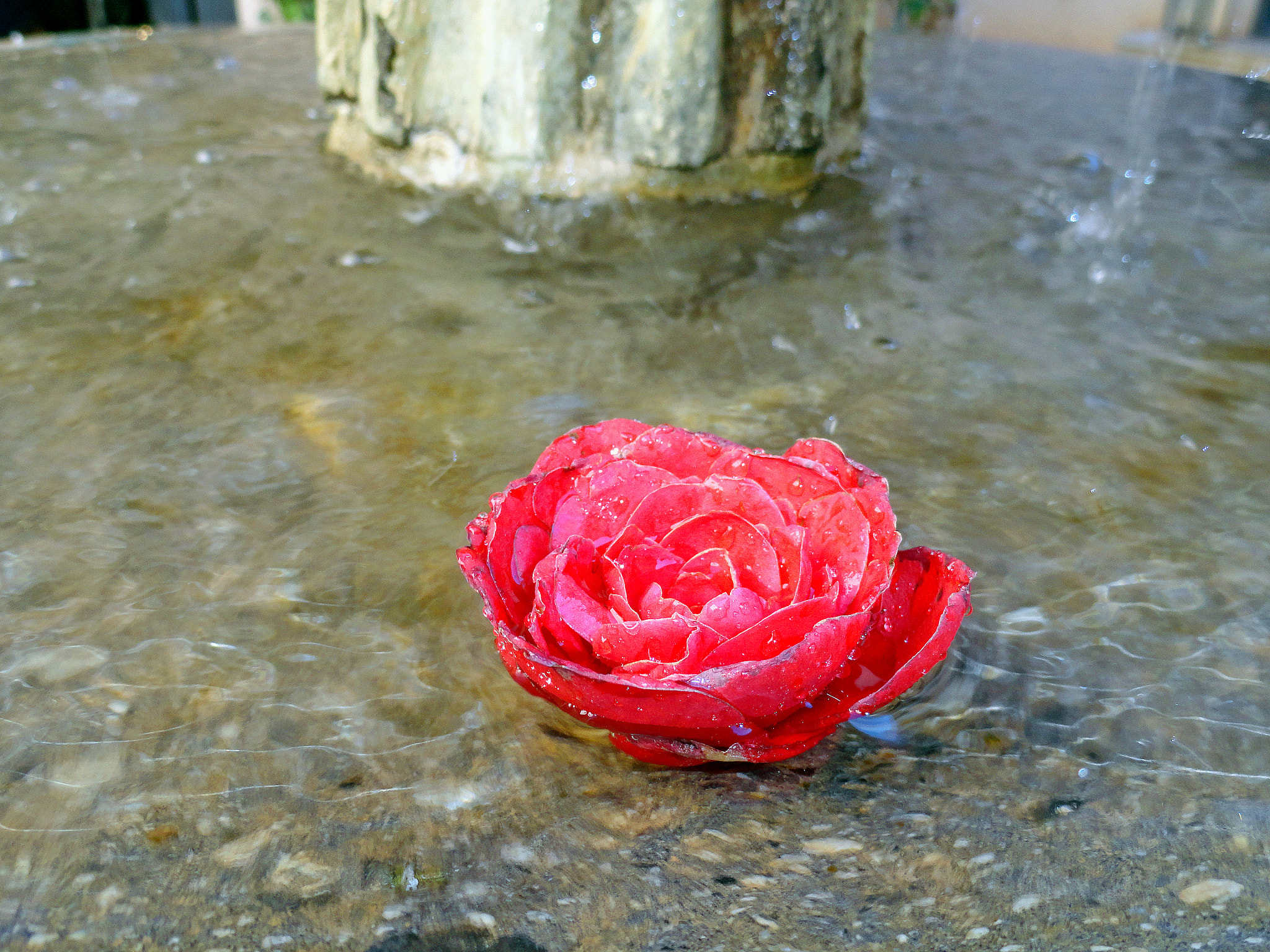 Sony Cyber-shot DSC-H70 sample photo. Rose in fountain photography