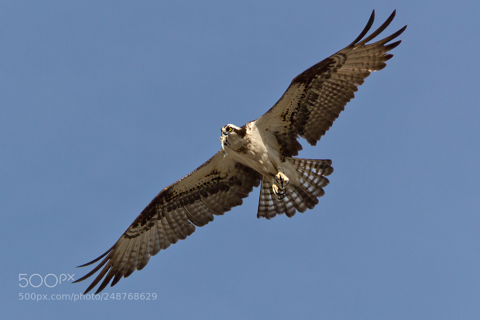 Canon EOS 550D (EOS Rebel T2i / EOS Kiss X4) sample photo. Osprey with fish photography