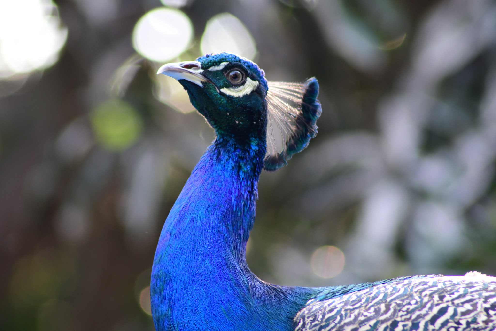 Nikon AF Nikkor 70-300mm F4-5.6G sample photo. Pavo real photography
