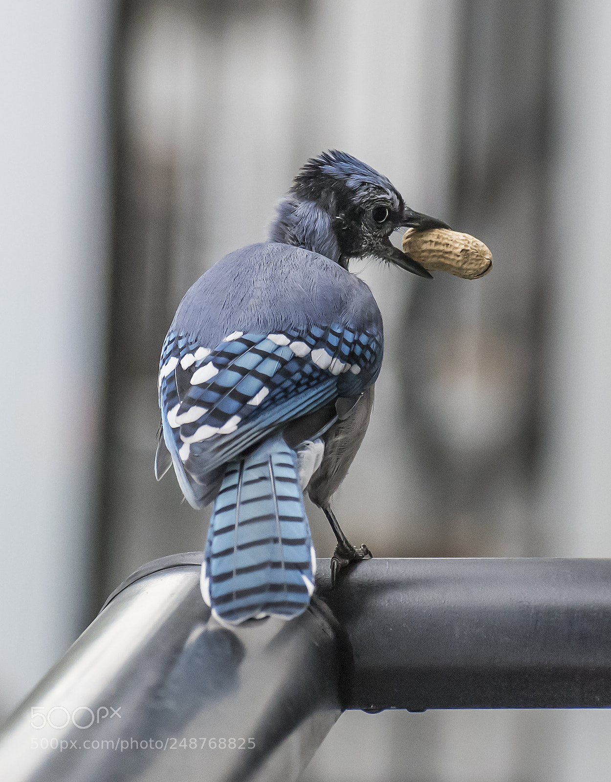 Nikon D810 sample photo. Bluejay with nut photography