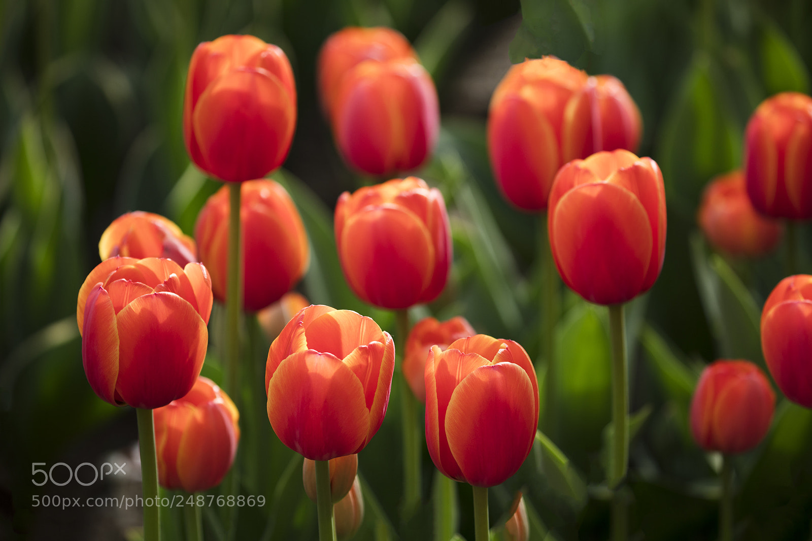 Canon EOS 5DS sample photo. Tulip photography