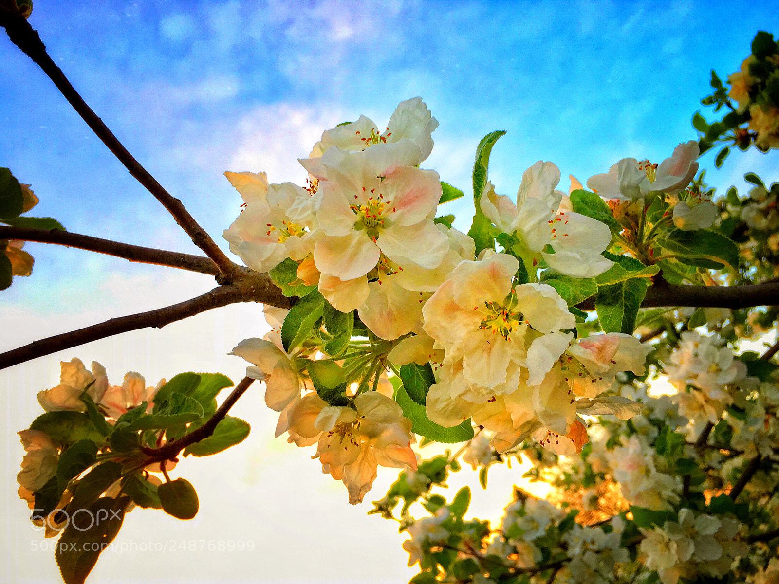 Apple iPhone 6s sample photo. Spring time in the photography