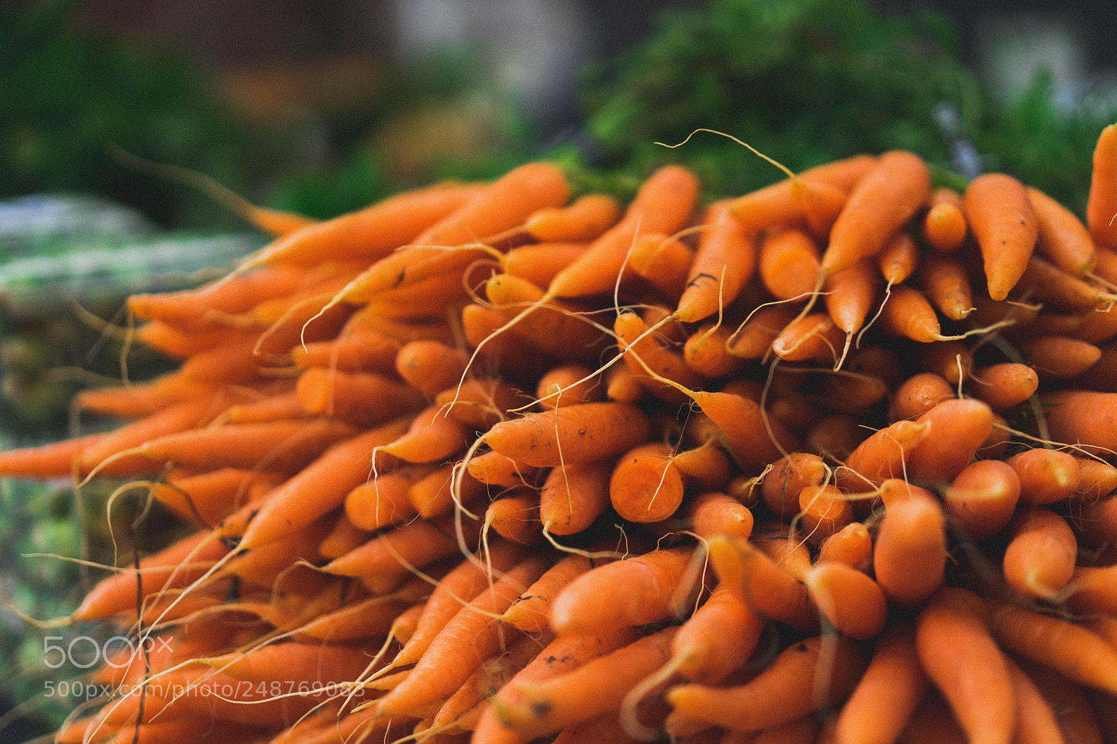 Sony a7 sample photo. Farmer fresh carrots photography