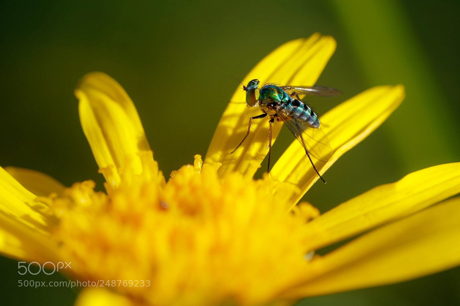 Canon EOS 7D Mark II sample photo. Dolichopodidae photography