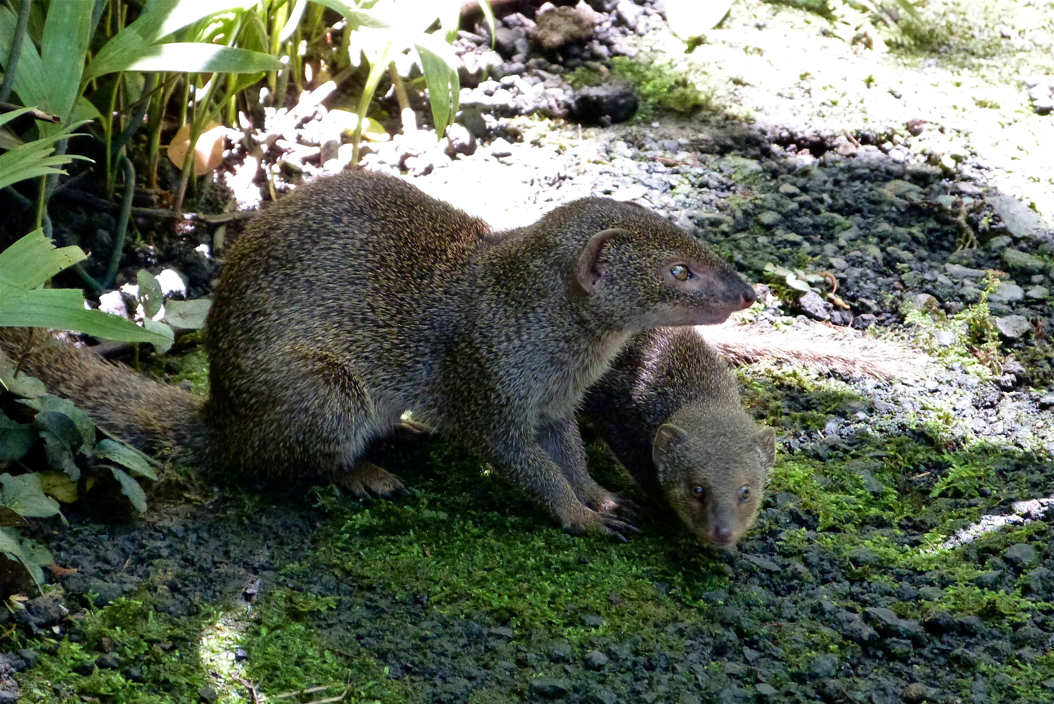 Panasonic Lumix DMC-FZ47 (Lumix DMC-FZ48) sample photo. Other parks have squirrels photography