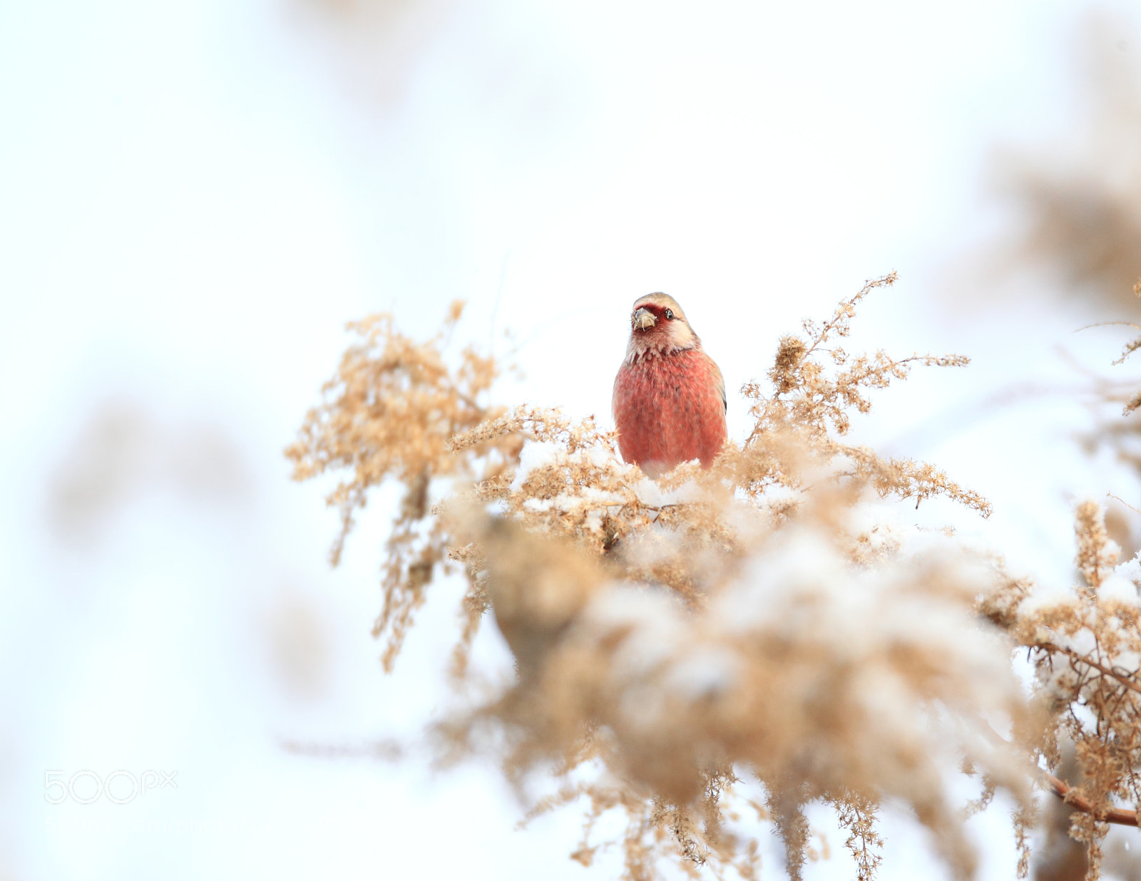 Canon EOS-1D Mark IV sample photo. ベニマシコ long-tailed rosefinch photography