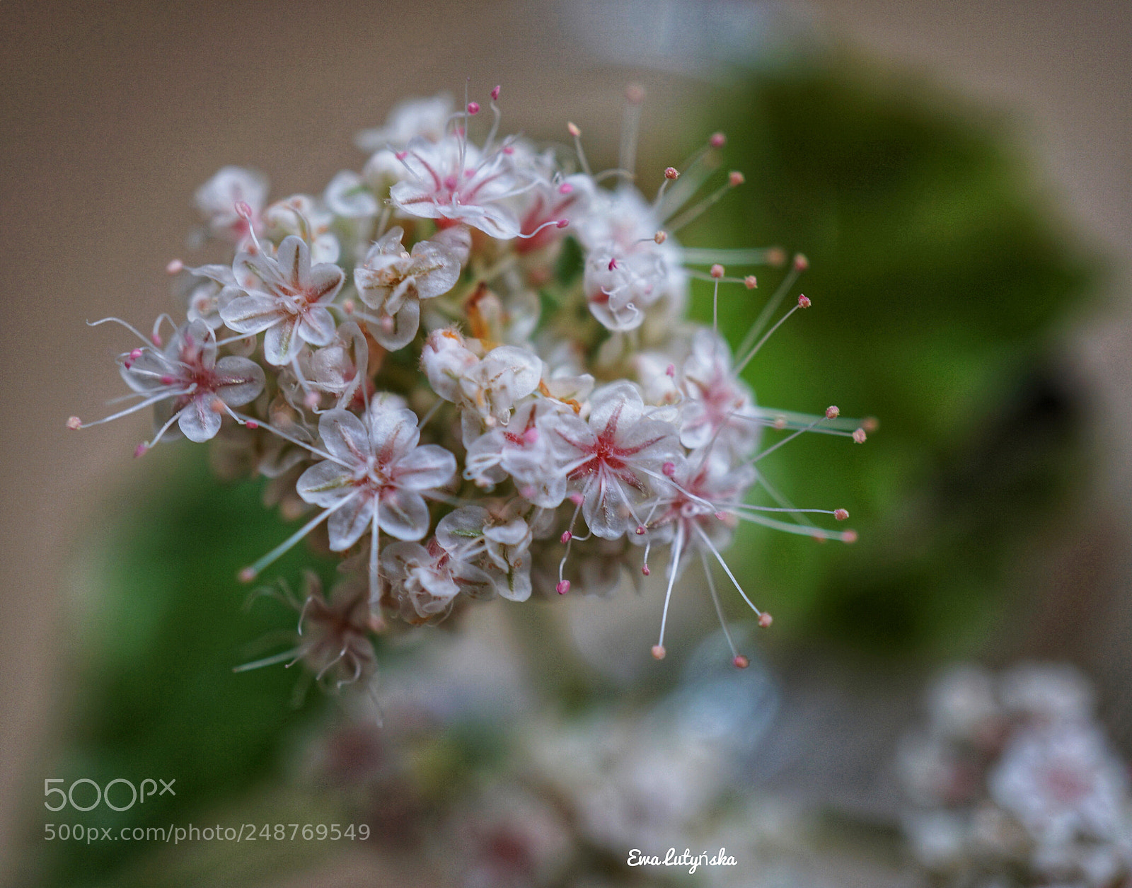 Sony a6000 sample photo. Santa cruz wallflower ben photography