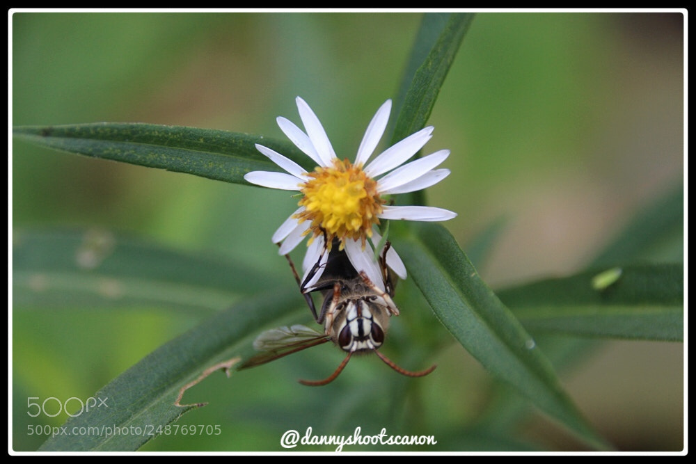 Canon EOS 700D (EOS Rebel T5i / EOS Kiss X7i) sample photo. Untitled photography
