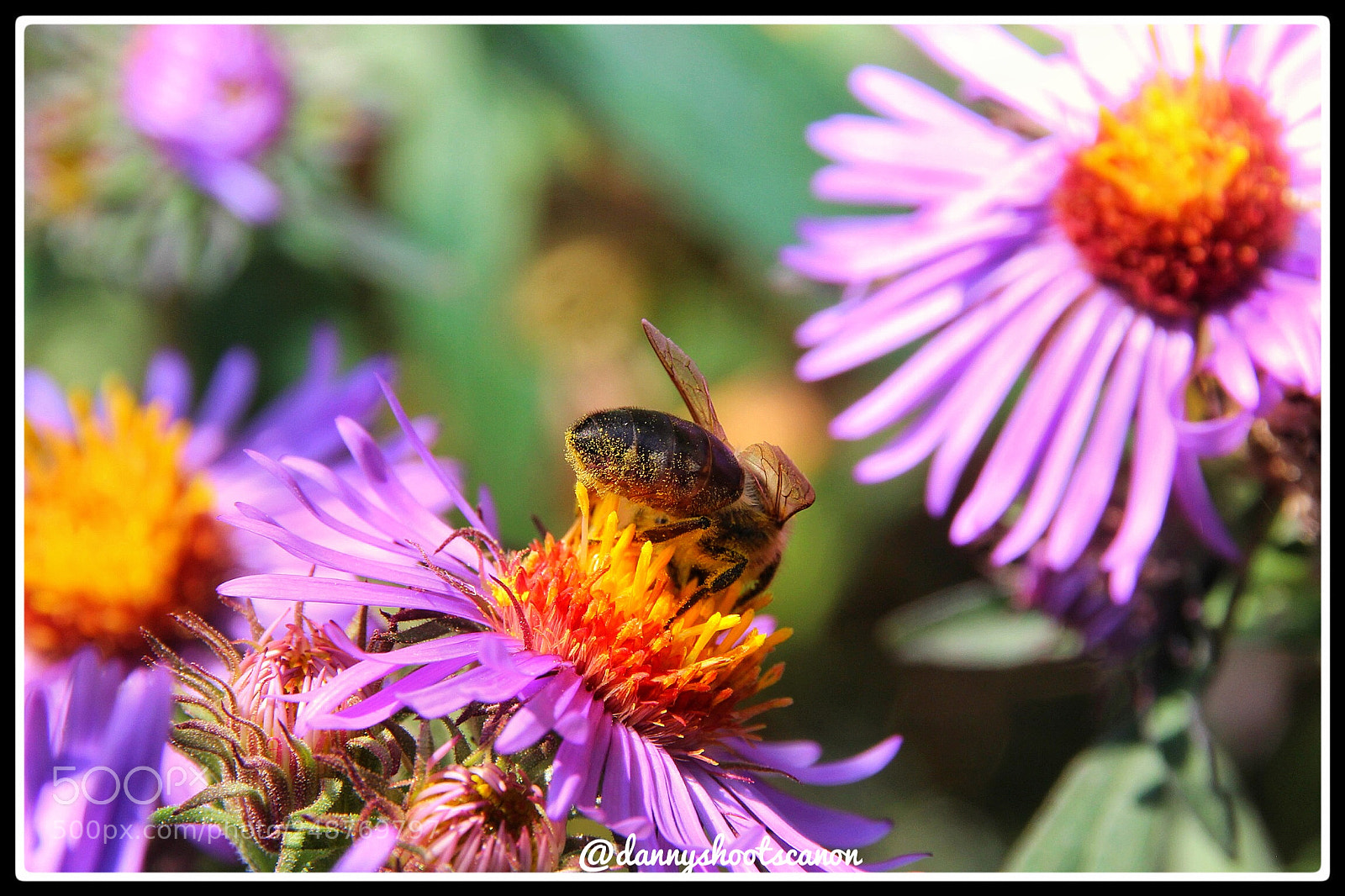 Canon EOS 700D (EOS Rebel T5i / EOS Kiss X7i) sample photo. Untitled photography