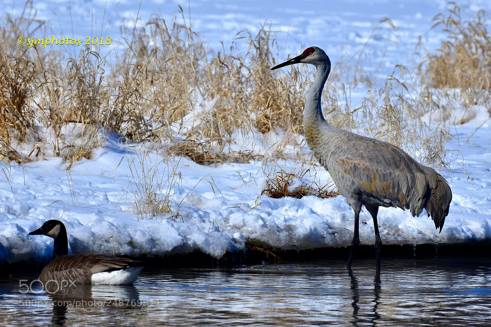 Nikon D7200 sample photo. Sandhill crane photography