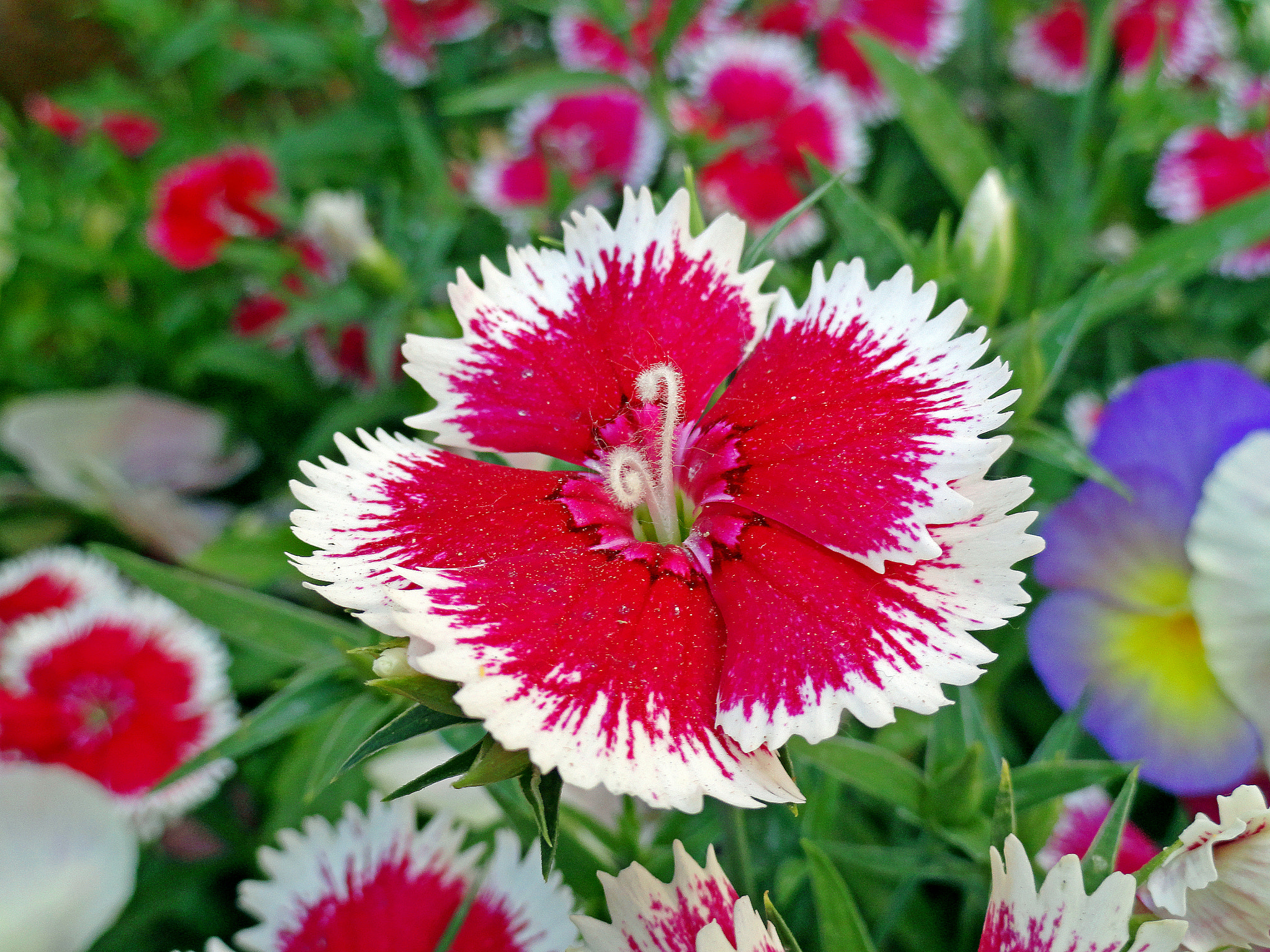 Sony Cyber-shot DSC-H70 sample photo. Sedona dianthus photography