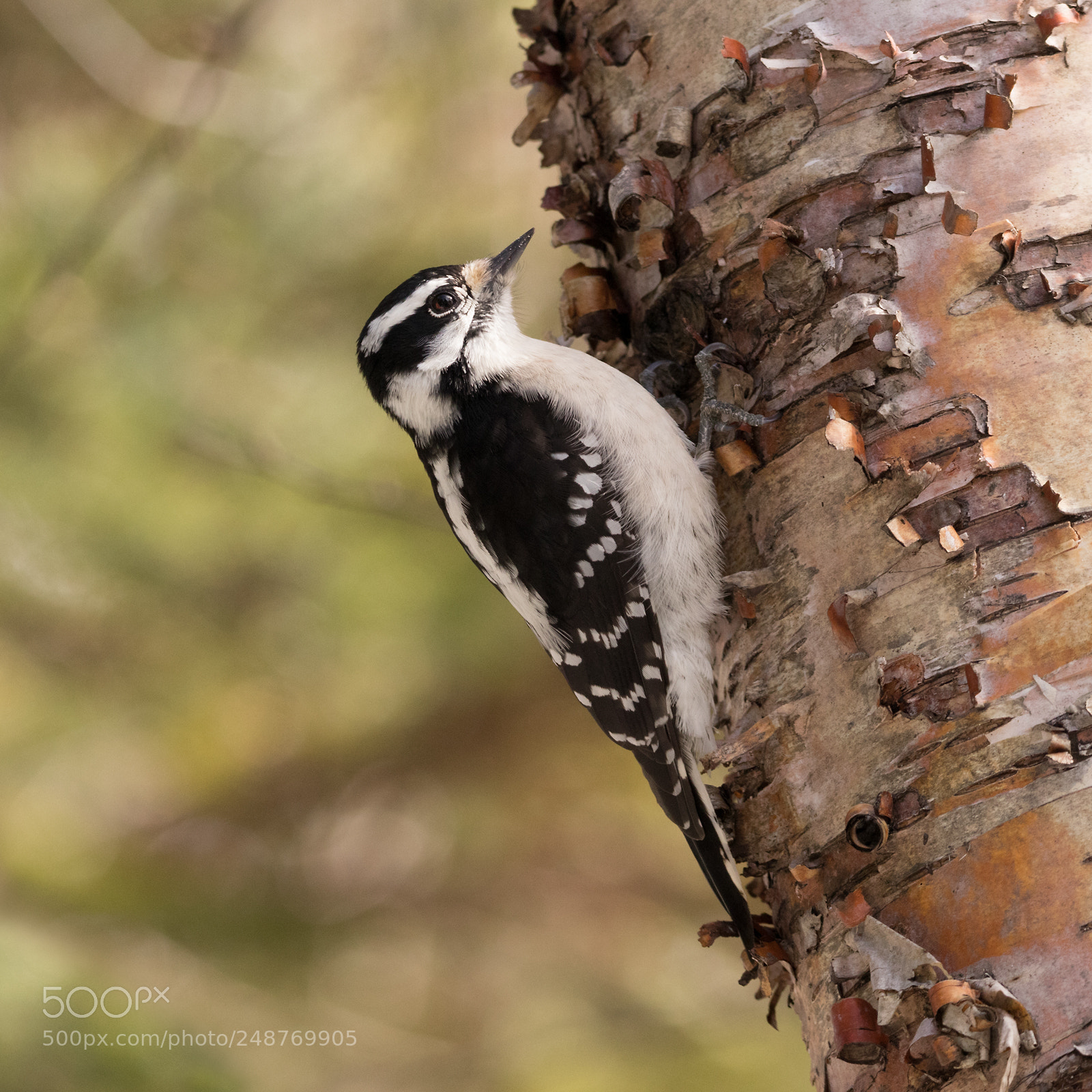 Canon EOS 80D sample photo. Downy woodpecker photography