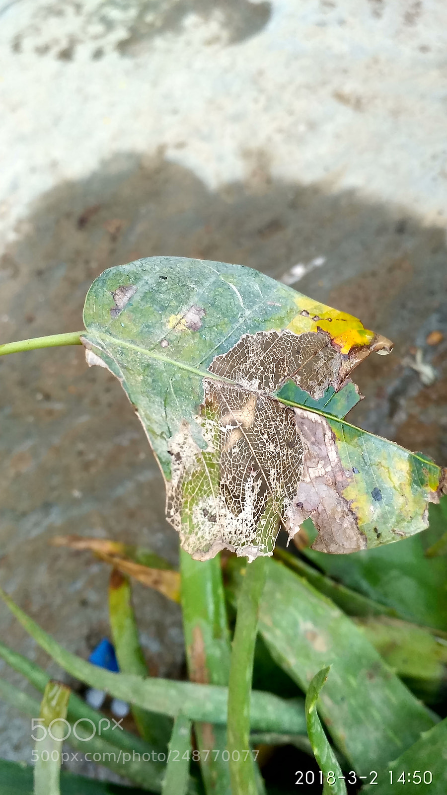 Xiaomi Redmi 3S sample photo. Dying leaf photography