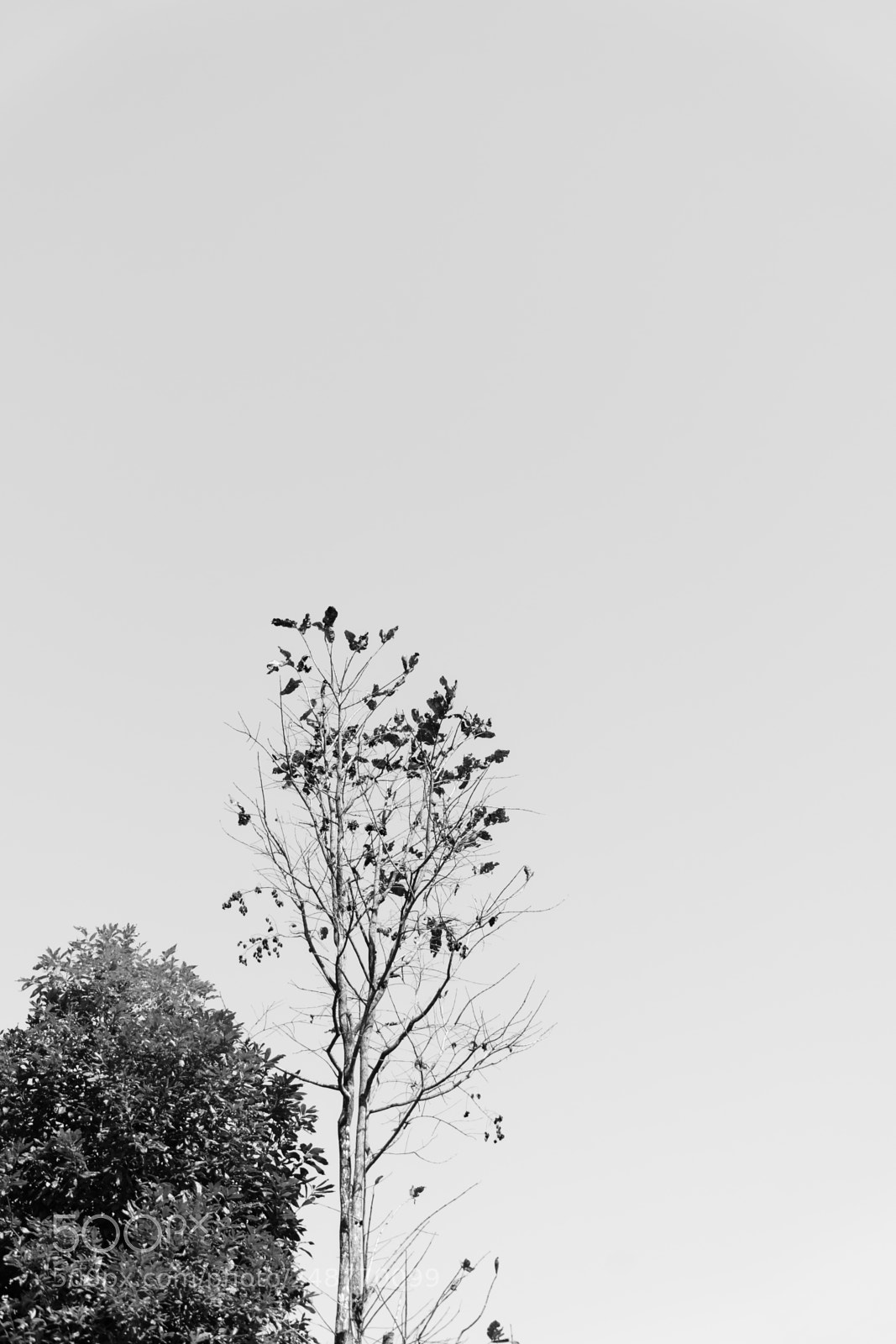Sony a7 II sample photo. Trees with clear sky photography
