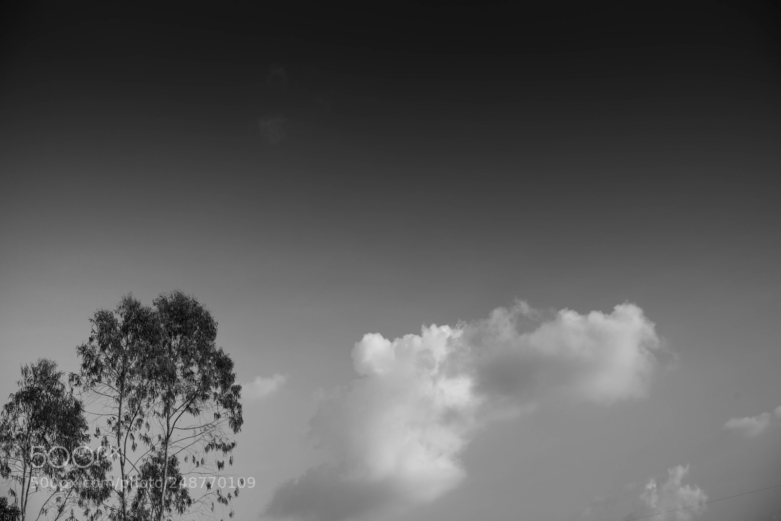 Leica M (Typ 240) sample photo. Tree with dark cloudy photography