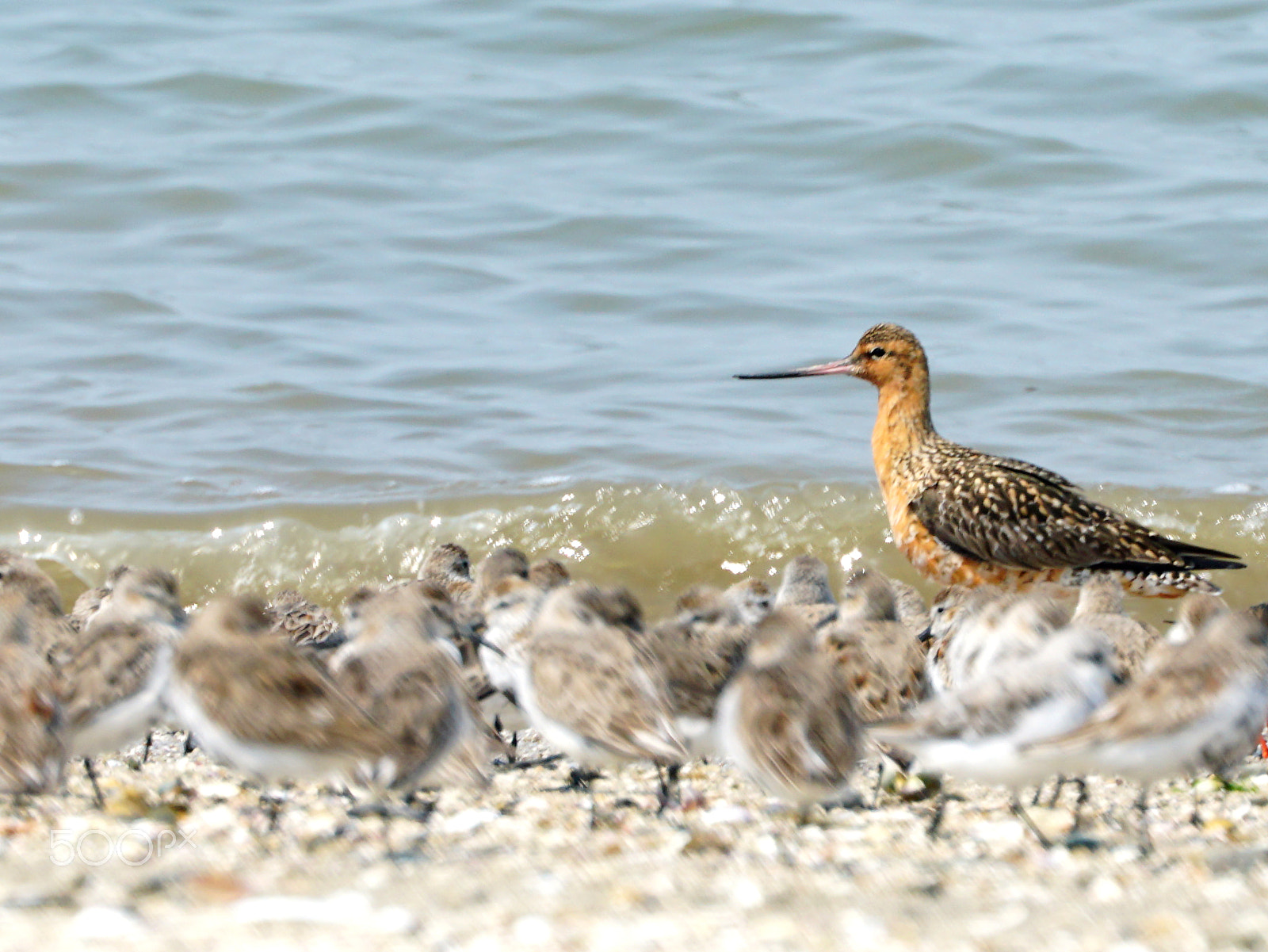 Sony a6300 + Sony FE 70-300mm F4.5-5.6 G OSS sample photo. Bar-tailed godwit photography