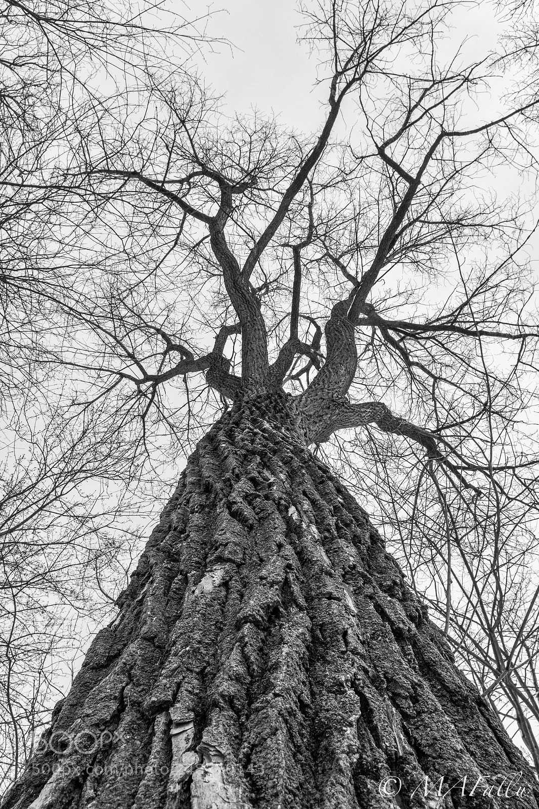Nikon D7200 sample photo. Winter tree top photography