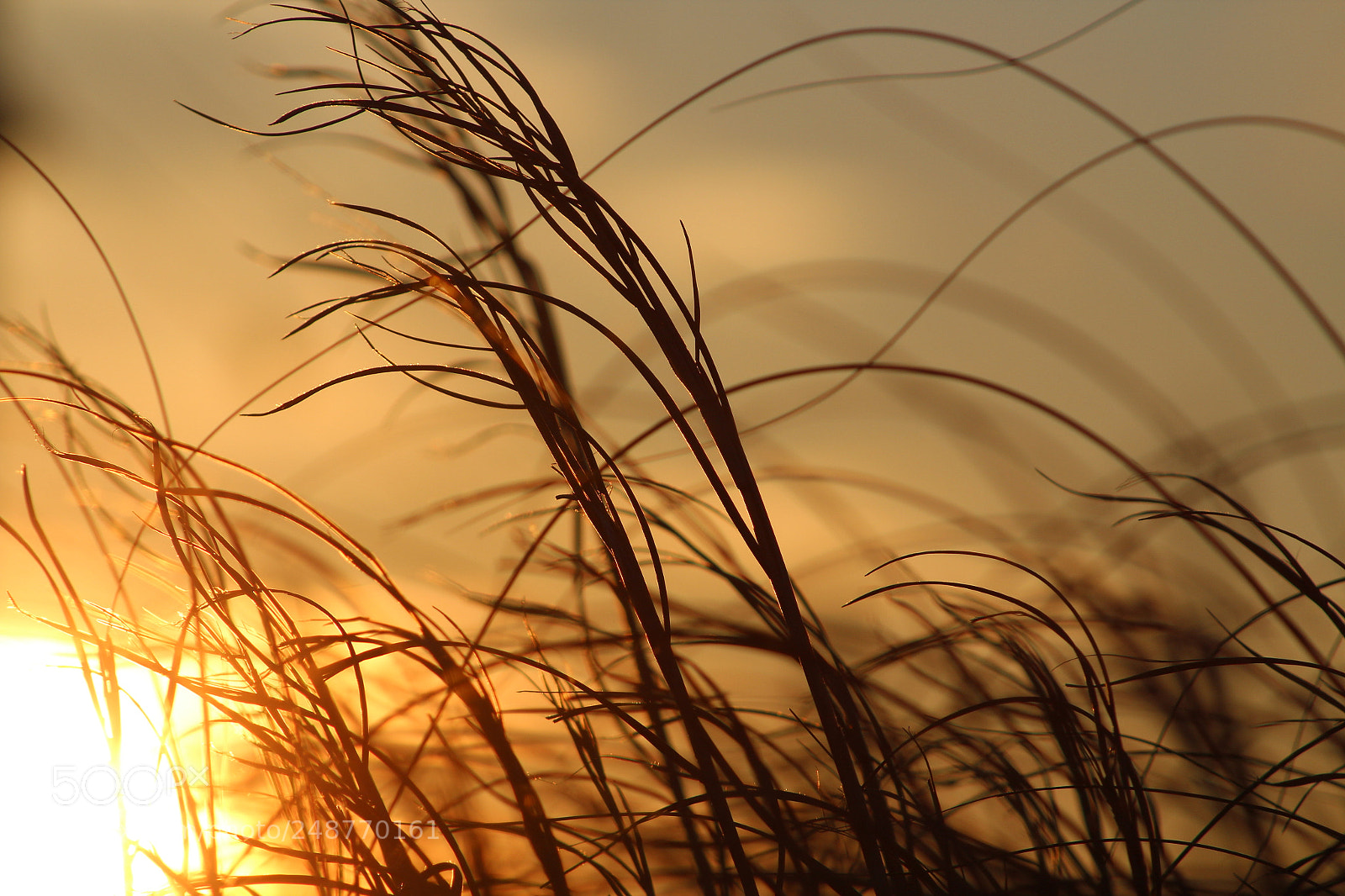 Canon EOS 1300D (EOS Rebel T6 / EOS Kiss X80) sample photo. Beach grass at sunset photography