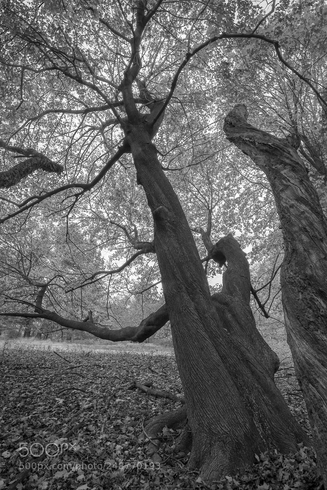 Nikon D7200 sample photo. Edge of the woods photography