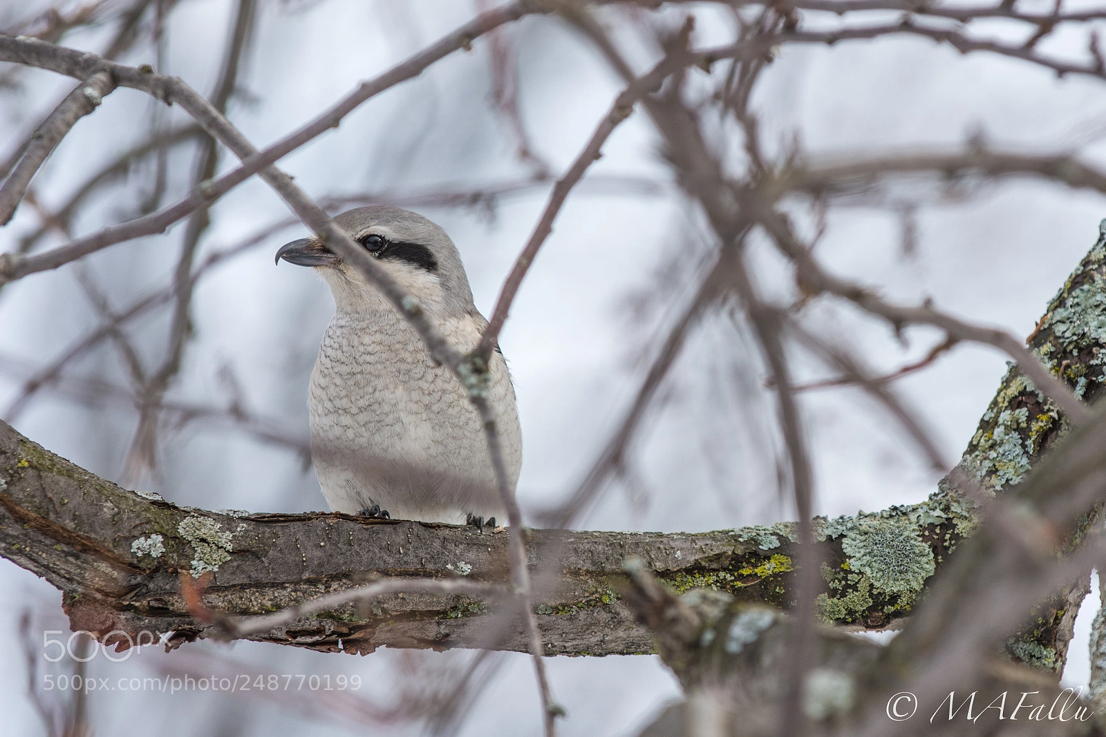 Nikon D7200 sample photo. Pie-grièche photography