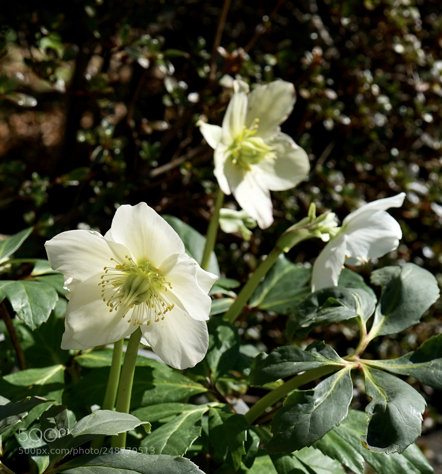Sony a7 II sample photo. Three sisters.christmas rose . photography