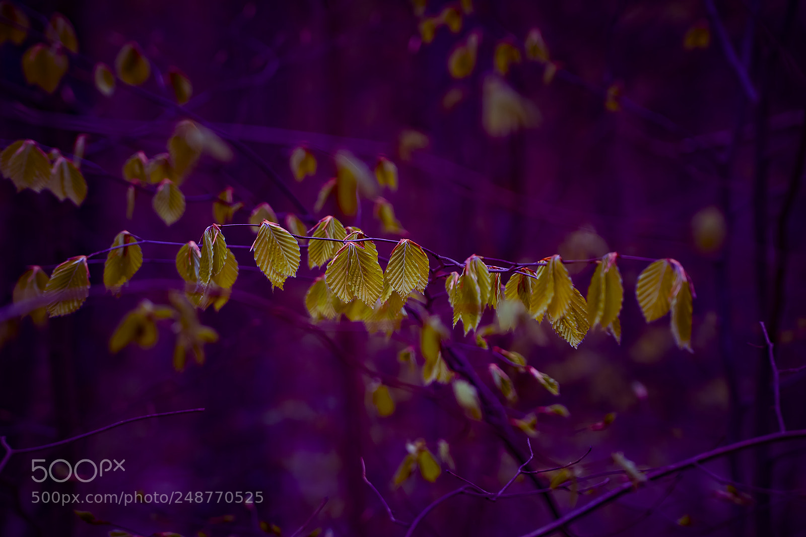 Sony a6000 sample photo. Abstract nature photography