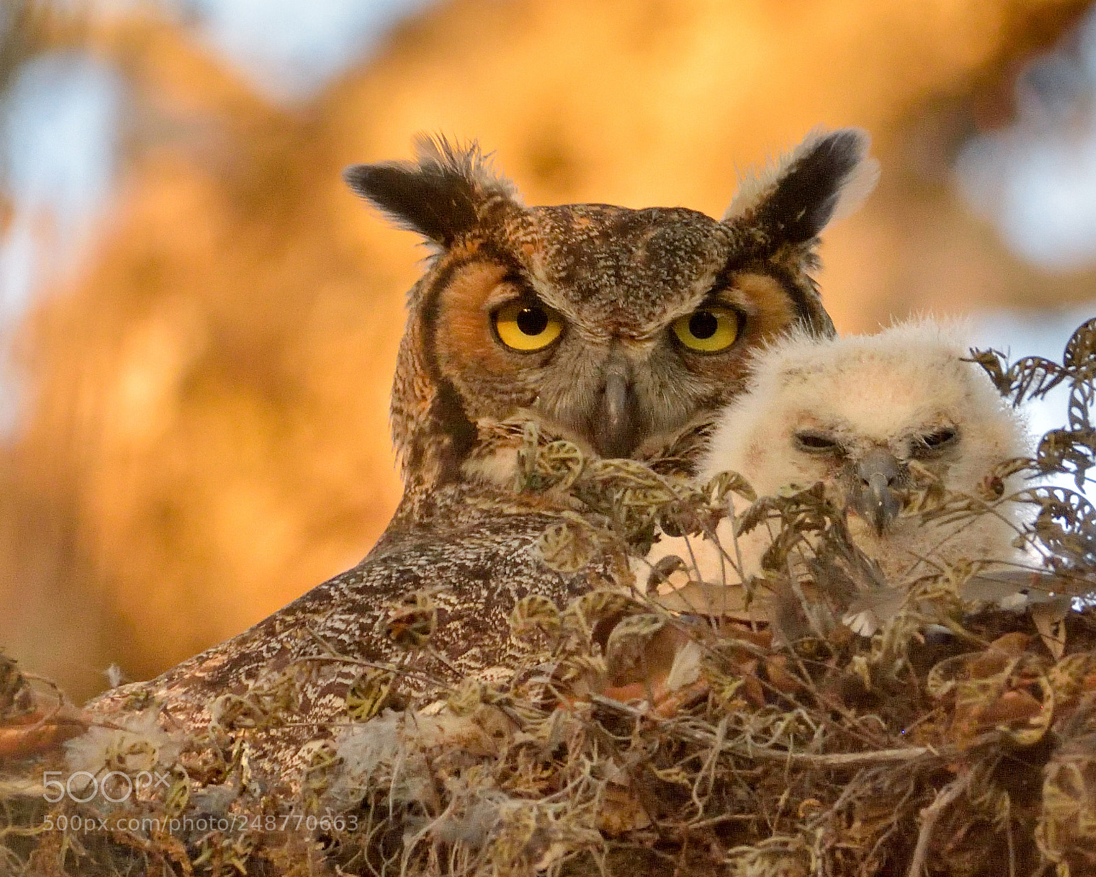 Nikon D7200 sample photo. Great horned owl photography
