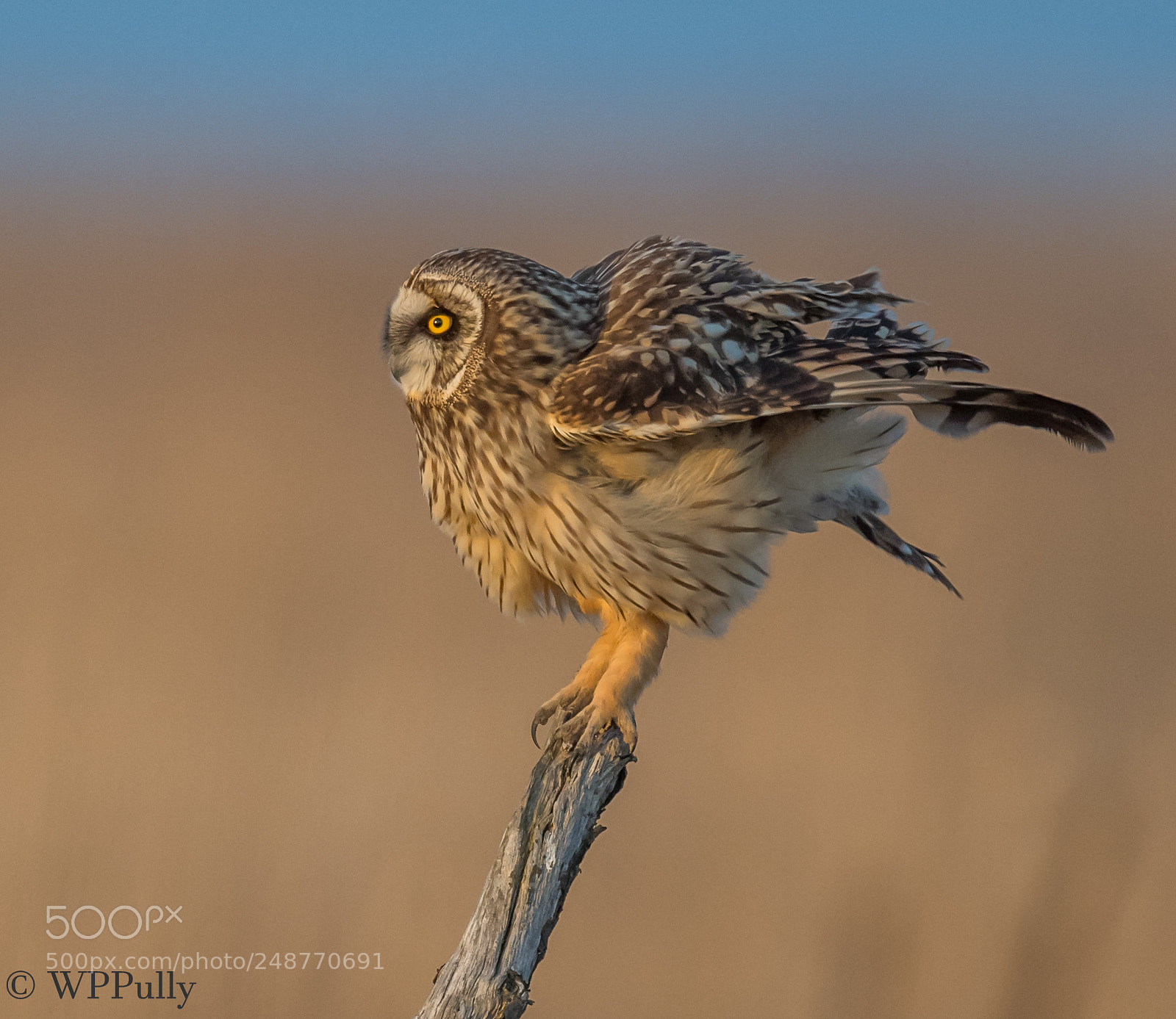 Nikon D5 sample photo. Short-eared owl getting fluffy photography