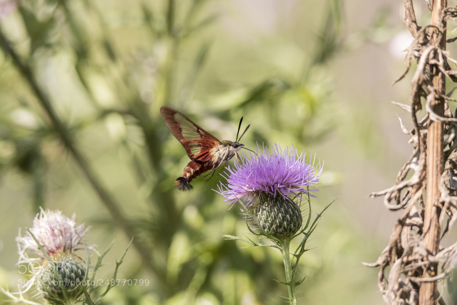 Canon EOS 7D Mark II sample photo. Humming bird moth photography