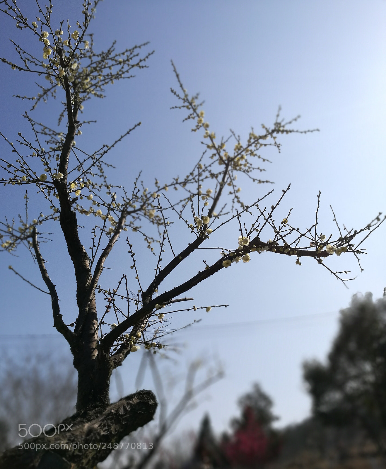 HUAWEI P9 Plus sample photo. Untitled photography