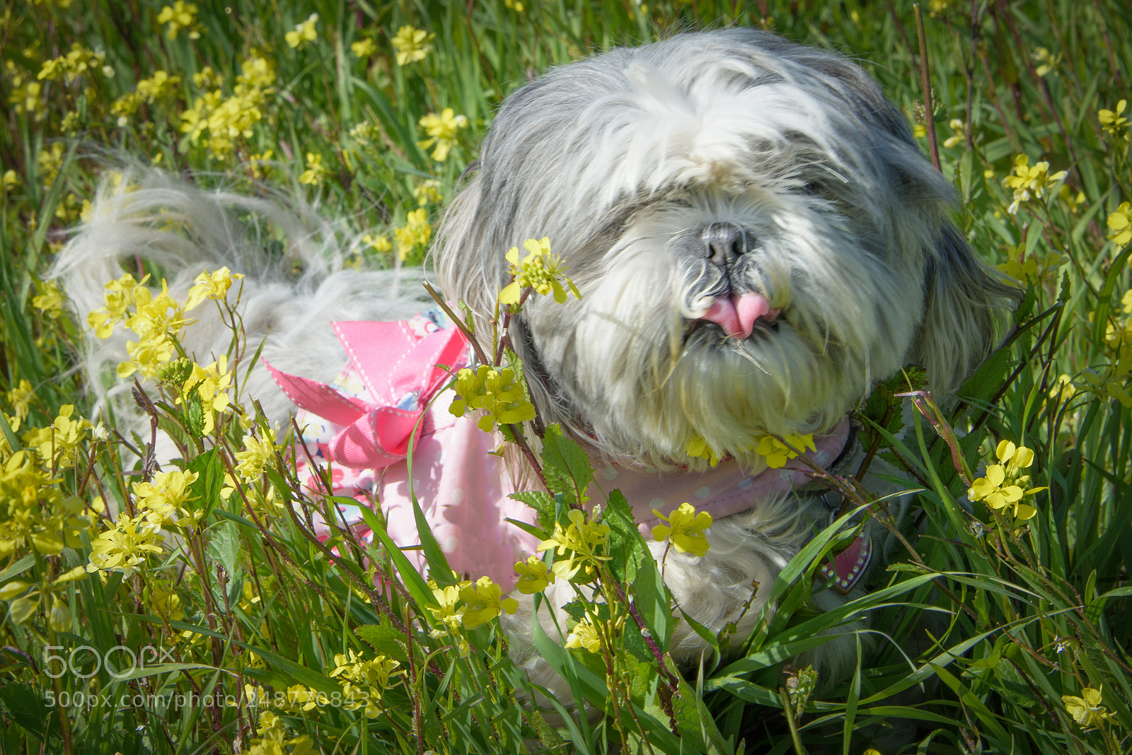 Nikon D810 sample photo. Taste of spring photography